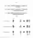 Fig. 02 - Protein combination-based FV library, and preparation method therefor
