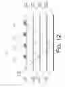 Fig. 13 - Integrated lens-array-on-substrate for optical coupling system and fabrication method thereof