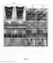 Fig. 10 - Text line detection in images