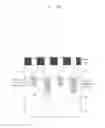 Fig. 31 - Semiconductor devices having self-aligned contact pads