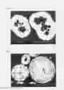 Fig. 02 - Cathode active material, positive electrode for lithium ion secondary battery, and lithium ion secondary battery