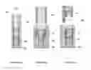 Fig. 06 - Passive formic acid fuel cell