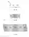 Fig. 07 - Multi-phase electrolyte lithium batteries