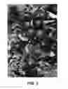 Fig. 03 - Apple tree named 'ANABP 01'