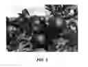 Fig. 04 - Apple tree named 'ANABP 01'