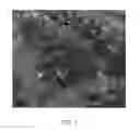 Fig. 02 - Strawberry plant named 'CHARLENE'