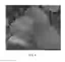 Fig. 05 - Strawberry plant named 'CHARLENE'