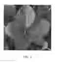 Fig. 06 - Strawberry plant named 'CHARLENE'