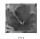 Fig. 07 - Strawberry plant named 'CHARLENE'
