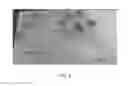 Fig. 09 - Strawberry plant named 'CHARLENE'