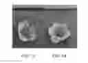 Fig. 12 - Strawberry plant named 'CHARLENE'