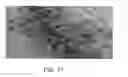 Fig. 14 - Strawberry plant named 'CHARLENE'