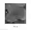 Fig. 19 - Strawberry plant named 'CHARLENE'