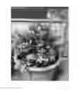 Fig. 01 - Ligustrum 'NCLX1'