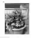 Fig. 02 - Ligustrum 'NCLX1'