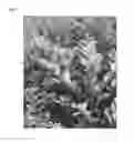 Fig. 03 - Ligustrum 'NCLX1'