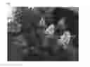 Fig. 04 - Ligustrum 'NCLX1'