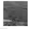 Fig. 01 - Winterberry holly 'NCIV1'