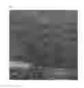 Fig. 02 - Winterberry holly 'NCIV1'