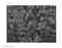 Fig. 03 - Winterberry holly 'NCIV1'