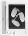 Fig. 02 - Ultrasonically enhanced seed germination system