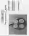 Fig. 12 - Ultrasonically enhanced seed germination system