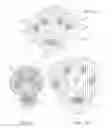 Fig. 09 - ANIMAL PAW PAD