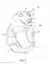 Fig. 04 - Pet toy with ball holding feature