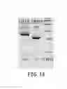 Fig. 14 - MULTIPLEX GENE EDITING