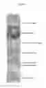 Fig. 03 - Antimicrobial compositions and related methods of use
