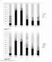 Fig. 04 - Methods compounds and compositions for repelling insects and/or arachnids