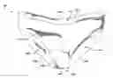 Fig. 01 - Modesty Enhancing Underpant for Women