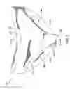 Fig. 02 - Modesty Enhancing Underpant for Women