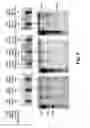 Fig. 08 - Device for separation and collection of plasma