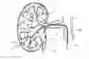 Fig. 01 - Systems and methods for neurological traffic and/or receptor functional evaluation and/or modification