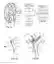 Fig. 10 - Systems and methods for neurological traffic and/or receptor functional evaluation and/or modification