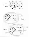 Fig. 03 - Systems and methods for creating hair transplantation procedure sites