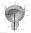Fig. 01 - BLADDER TREATMENT BY ABLATIVE DENERVATION