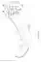 Fig. 02 - Dental wedge