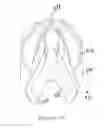 Fig. 36 - Dental wedge