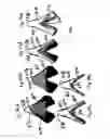 Fig. 41 - Dental wedge