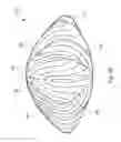Fig. 12 - System and apparatus for treating the lens of an eye