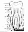 Fig. 02 - Dual component oral composition for enhancing remineralization of teeth