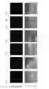 Fig. 08 - APPLICATIONS OF SURFACTIN IN EMULSIFYING COMPOSITION AND THEREOF