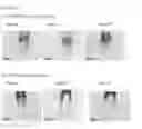 Fig. 04 - Method and Compositions for Treating Dermal Papilla Cells Associated with Keratin Fibers