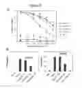 Fig. 10 - 2-fluoro-modified RNAs as immunostimulators