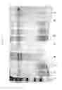 Fig. 09 - NANOPARTICLES, METHODS OF PREPARATION, AND USES THEREOF
