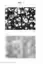 Fig. 02 - Agent for promoting corneal endothelial cell adhesion