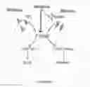 Fig. 02 - COMPOSITION AND METHOD FOR TREATING OR PREVENTING SKELETAL MUSCLE FIBROSIS
