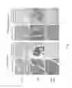 Fig. 03 - COMPOSITION AND METHOD FOR TREATING OR PREVENTING SKELETAL MUSCLE FIBROSIS